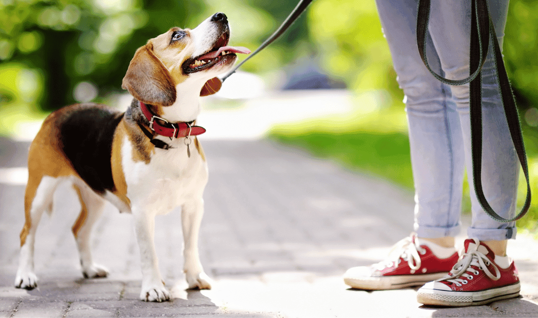 How To Potty Train Your Puppy: Tethering Method For Potty Training