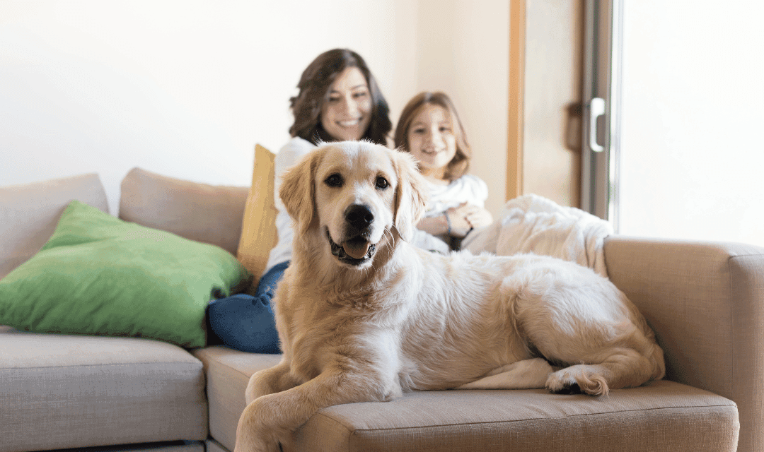 Happy puppy in clean home