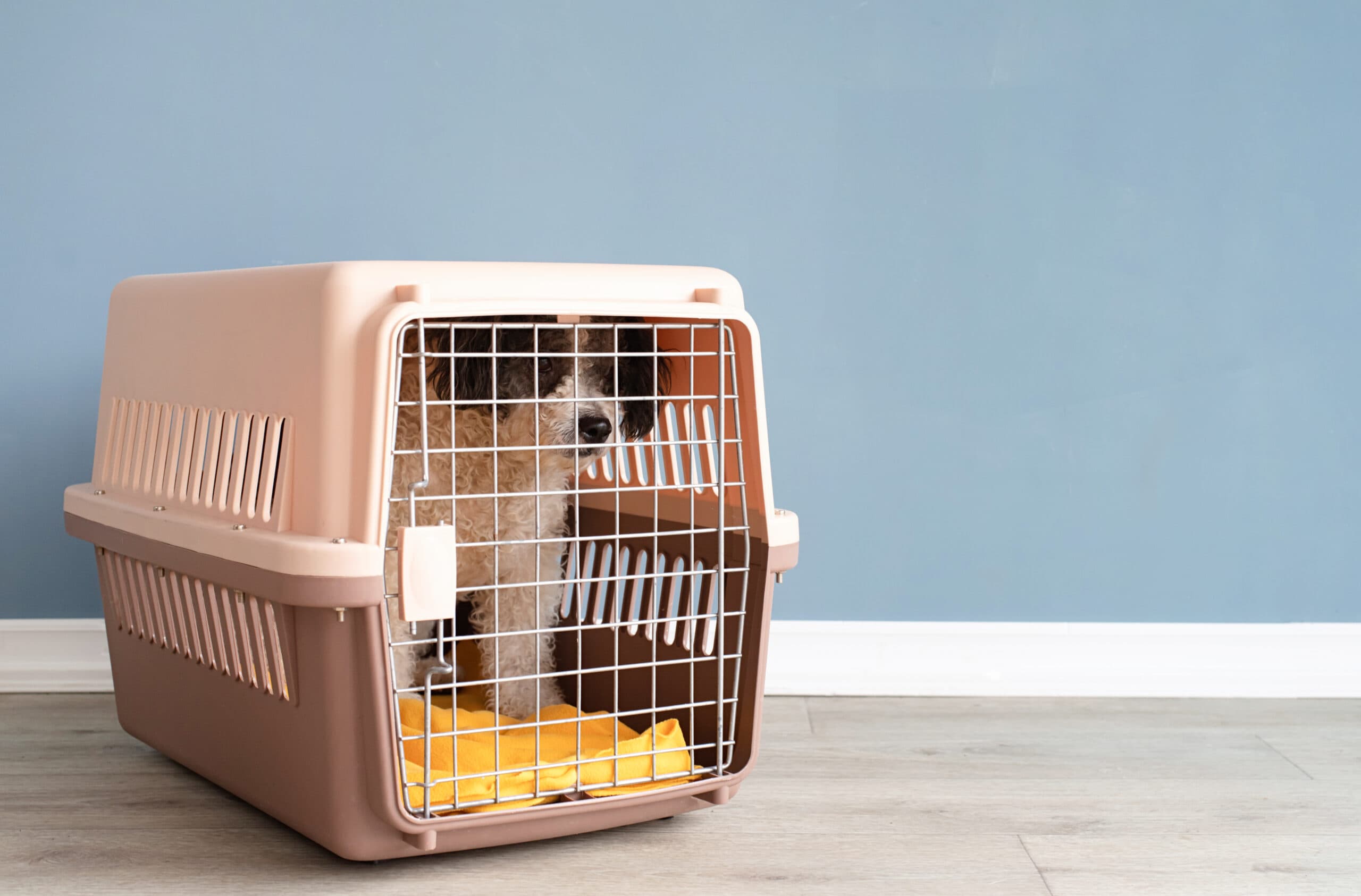 How to Crate train a Puppy: Three Detailed Methods